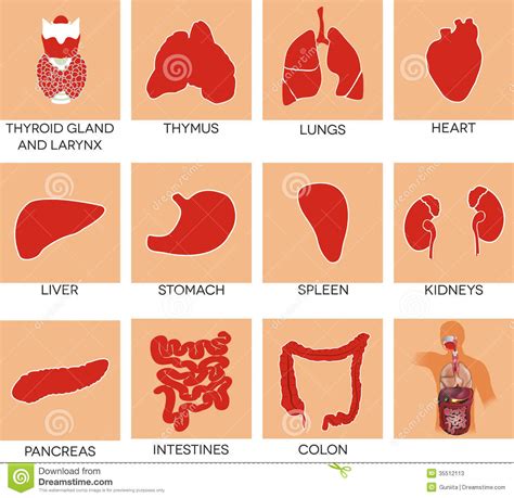 Human internal organ clipart 20 free Cliparts | Download images on ...