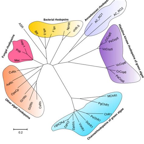 Phylogenetic Tree Of Rhodopsins From Amoebozoa Algae Bacteria And