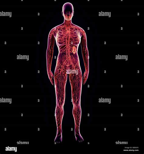 3d Illustration Of Human Body Nervous System Anatomy Stock Photo Alamy