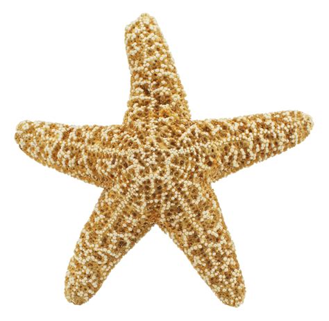 Starfish Png Transparent Image Download Size 1650x1615px
