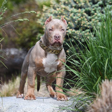 The american pitbull puppies originates from the british isles in the nineteenth century, where blue nose pitbulls and lilac tri pitbulls and blue fawn pitbulls and champagne pitbull puppies for sale. Huge Pitbull Puppies for sale. Blue Nose Pitbulls, Merle Tri Lilac Chocolate Black White color ...