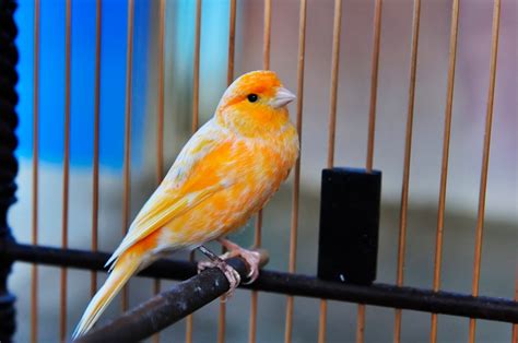 5 Things You Need To Know About Canaries Bechewy