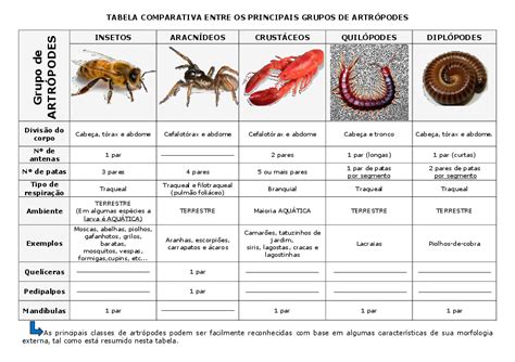 Pdf Tabela Comparativa Dos Principais Grupos De Artrópodes Alexandre Silva