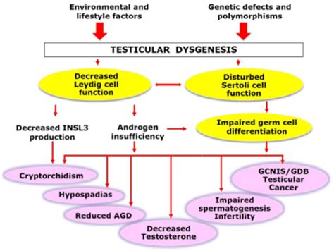 Testicular Cancer Pathogenesis Diagnosis And Management With Focus On Endocrine Aspects