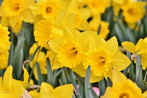 Ultimate Guide To The Narcissus Flower Meaning And Symbolism Petal Republic
