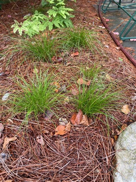 Appalachian Sedge Carex Appalachica
