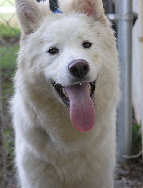 Samoyed Dog Husky Mix