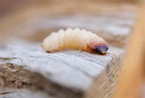 Everything You Need To Know About Woodworm In Your Home