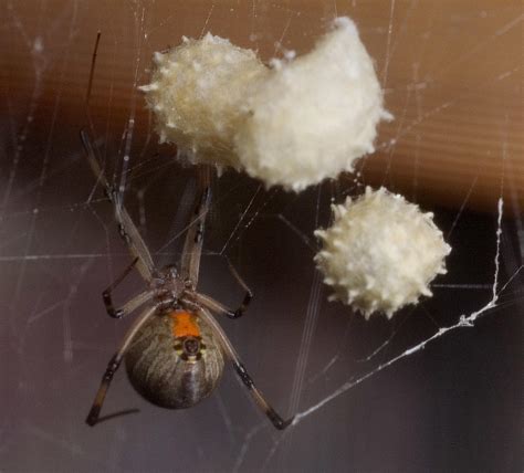 The Worlds Most Dangerous Spiders Warning Graphic Images Cbs News