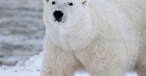 Extinction Of Polar Bear
