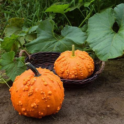 Cats can eat pumpkin seeds as long as they've been cleaned and roasted at 350°f for an hour so. 52 Types of Pumpkins to Eat, Decorate, and Display ...