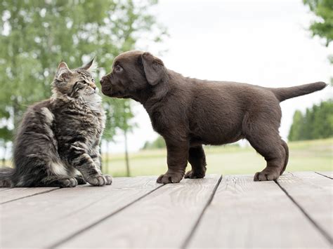 10 Differences Between Dog Lovers And Cat Lovers Lifehack