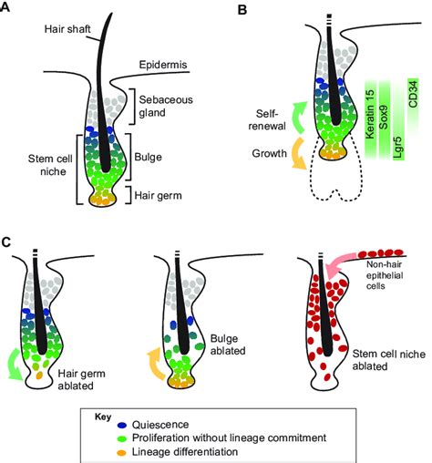 Stem Cell Dynamics In The Hair Follicle A Schematic Of A Mouse Hair
