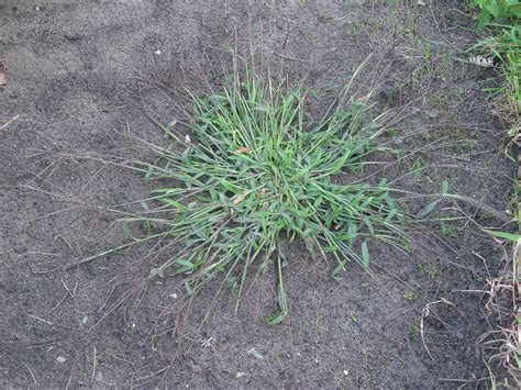 Summer Grass Digitaria Sanguinalis Lawn Addicts