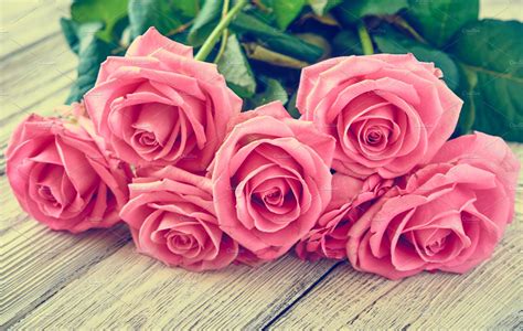 Beautiful Pink Roses Featuring Rose Flower And Background Abstract