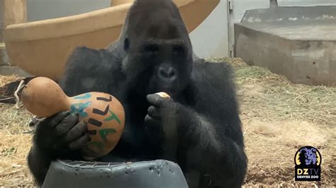 Happy World Gorilla Day From Denver Zoo Youtube