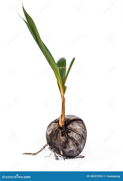 Coconut Seedlings Stock Photo Image Of Coconut Nature 58537694