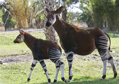 Wildlife Wednesdays Okapi Calf Ventures Out On Disneys Animal Kingdom