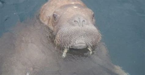 Footage Captured Of Wally The Walrus On Waterford Visit After European Tour