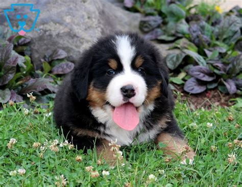 Mini Bernese Mountain Dog Puppies For Sale Bernese Mountain Dog