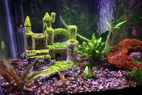 We did our best to find examples and great betta fish decorating ideas for pet fish enthusiasts of all persuasions. 5 Steps to a Better 10 Gallon Fish Tank - Aquarium Co-Op