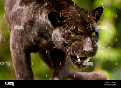 Black Jaguar Habitat