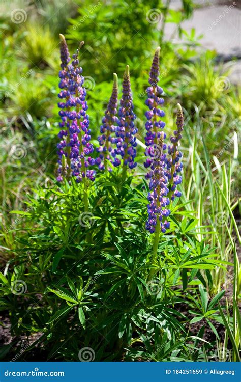 Blooming Lupine Flowers A Field Of Lupines Violet And Pink Lupin In