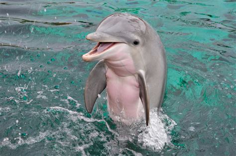 Cute Little Baby Dolphin Raww