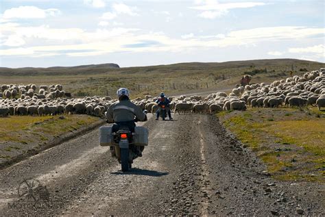 Sheep Traffic Patagonia End Of The Earth Motorcycle