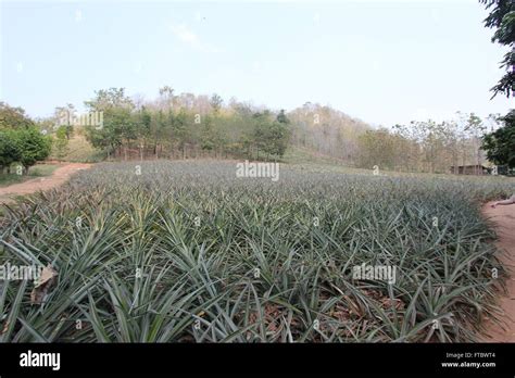 Pineapple Farm Lampang Thailand Stock Photo Alamy