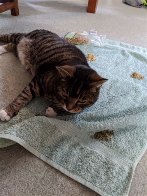 Dry cat foods typically contain more carbohydrates than wet food because many dry foods use grains, such as cornmeal and rice, to process the kibble. How dried herbs and flowers can enrich your cats life ...