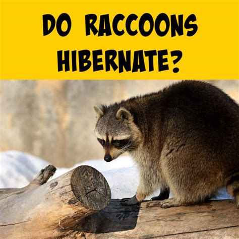 Do Raccoons Hibernate Winter Survival Techniques Squirrels At The Feeder