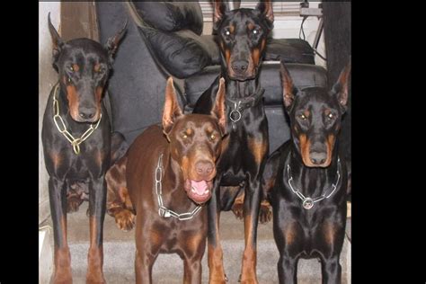 Doberman puppies black and tan 9 weeks old, 2 vaccines, 2 dewormings done, tails docked and dewclaws. Feverhaus Dobermanns Has Doberman Pinscher Puppies For ...