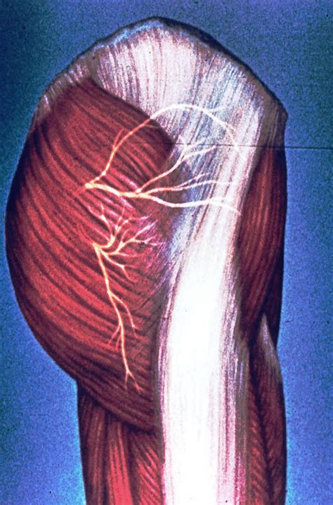 The superior cluneal nerves innervate the skin of the upper part of the buttocks. Pin on Massage