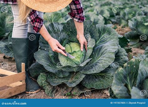 Woman Picking Vegetable At Organic Farm Stock Image Image Of Green