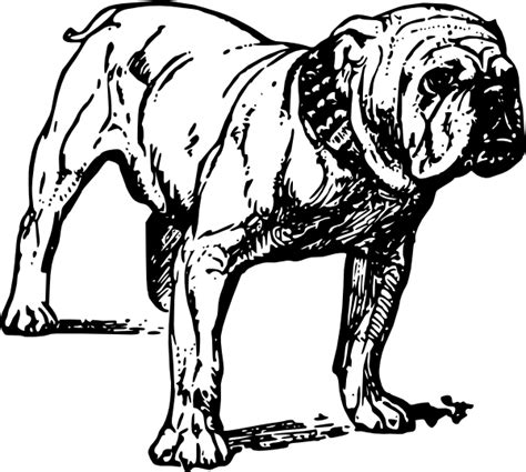 Gambar Kepala Anjing Bulldog Clip Art Library