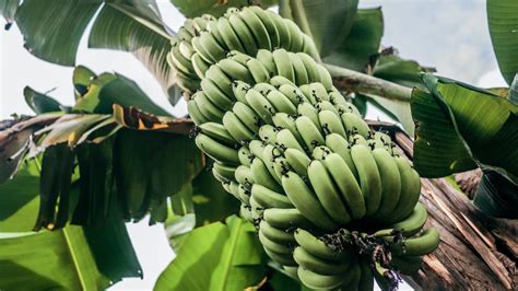 Kada I Kako Posaditi Drvo Banane Časopis Za Održavanje Kućanstva