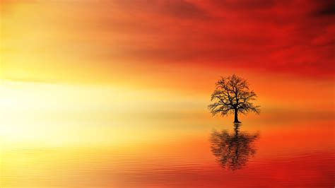 Lone Tree In Water At Dusk Hd Nature K Wallpapers Images
