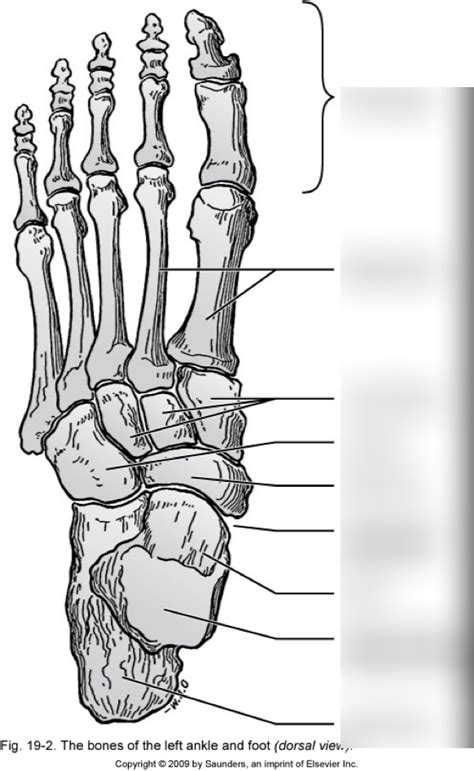 Foot Diagram Quizlet