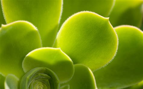 图片素材 草 厂 叶 花瓣 绿色 植物学 黄色 植物群 特写 宏观摄影 开花植物 植物茎 陆地植物