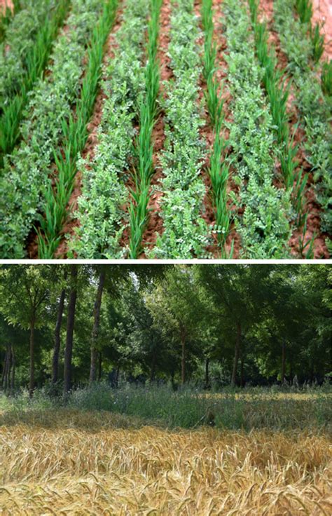 Intercropping And Agroforestry As Examples Of Agroecological Cropping
