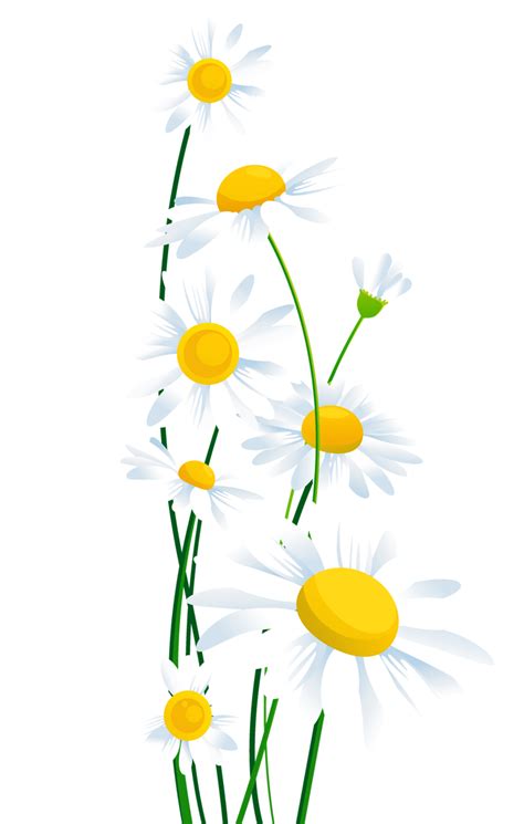 Common Daisy Clip Art Transparent White Daisies Png Clipart Png