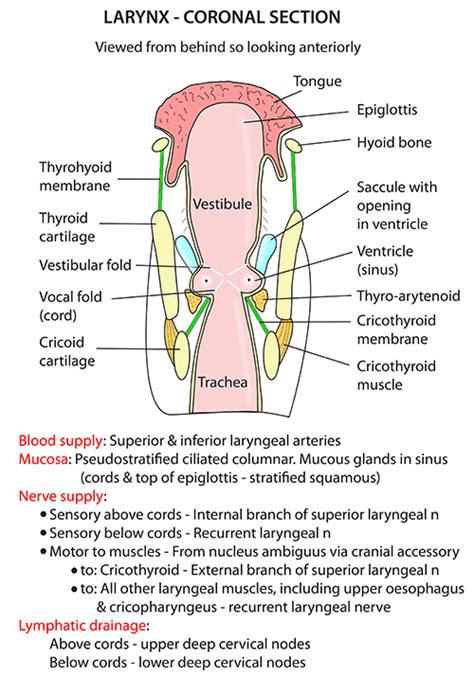 Instant Anatomy Head And Neck Areasorgans Larynx Voca