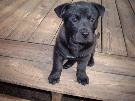 If you are ready to bring home a chabrador, whether a puppy or a rescue dog, you will likely benefit from some extra reading on dog training and puppy rearing. Sasha, a lab chow mix. | Chow chow, Animals, Labrador retriever