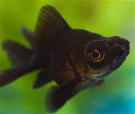 Opening the tube nada intergrated the dust with the fish's body. Black Moor Goldfish Raising and Care - Knowledge Base ...