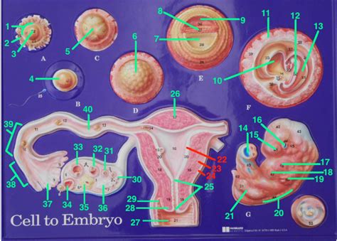 The Embryologic Perspective Anatomy And Physiology I