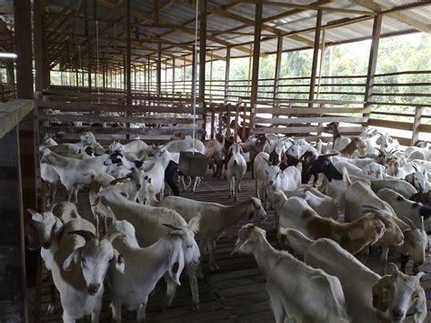 If your budget is small, then. Goat Farm for sale in Malaysia By pio goat sdn bhd, Malaysia