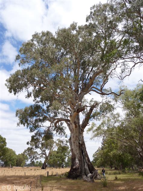 Manna gum tree, the bark peels off in strips. Dwyer Creek Tree