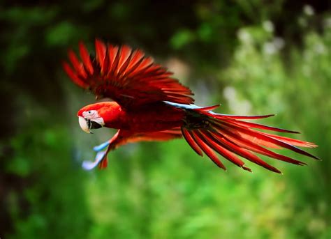 Red animals that need to be seen to be believed!