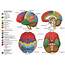 Cerebral Cortex  Physiopedia
